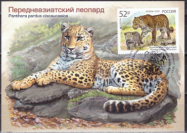 Россия, 2021, Европа, Леопард, Картмаксимум